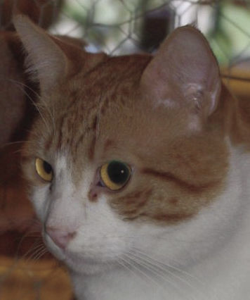 Pets of the Week: O'Malley